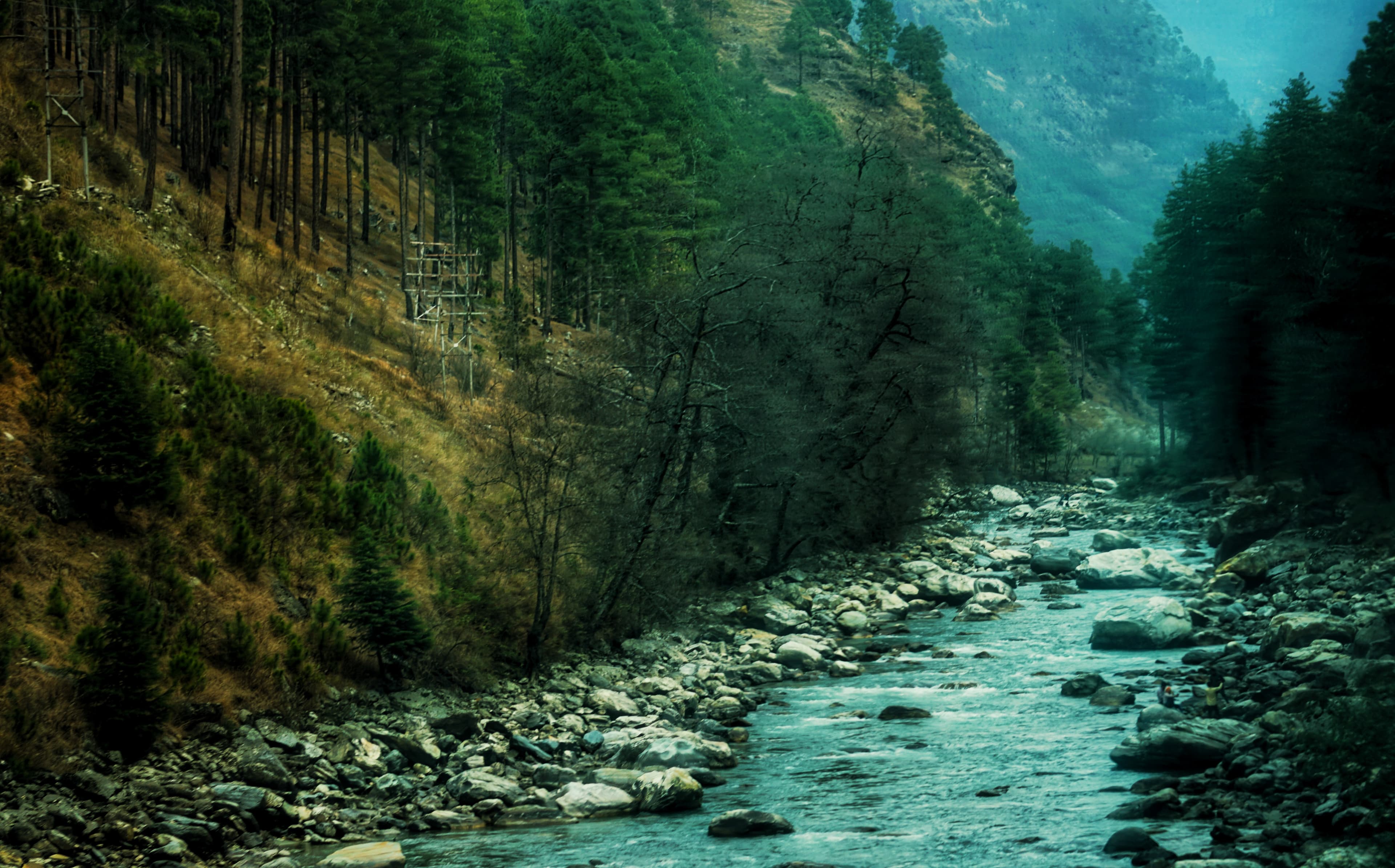 Rocky river flowing through a misty pine-covered mountain valley
