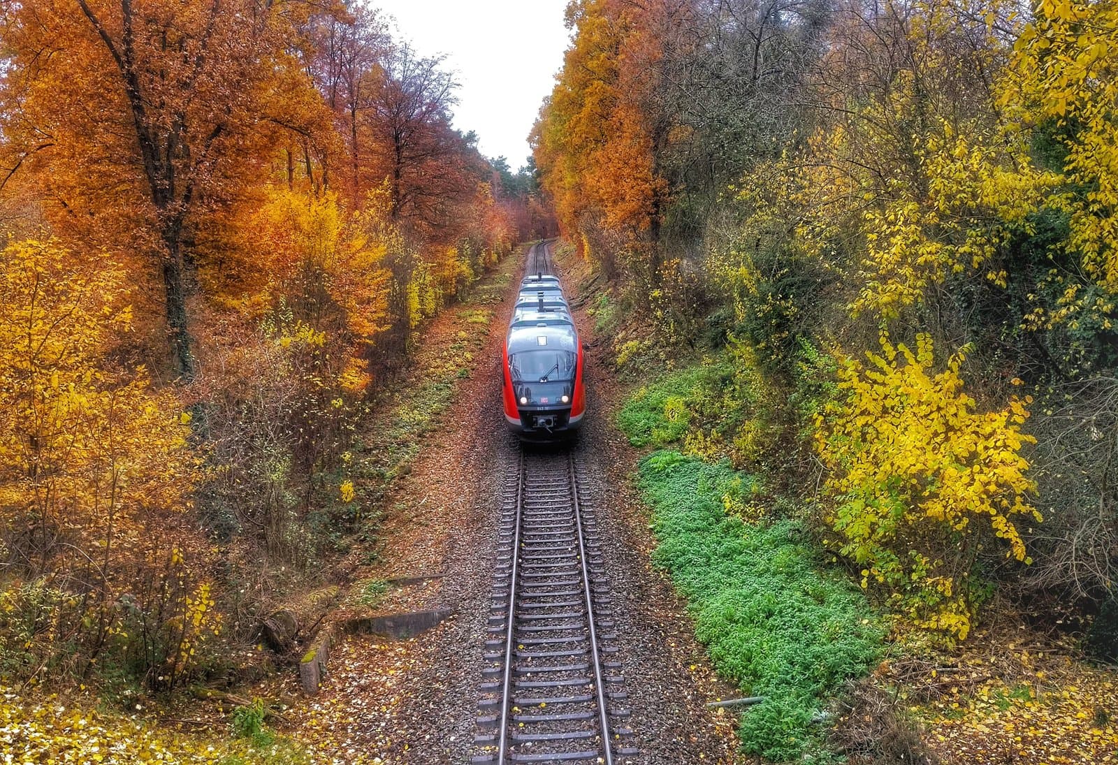 Red train disappearing through a vibrant autumn forest tunnel